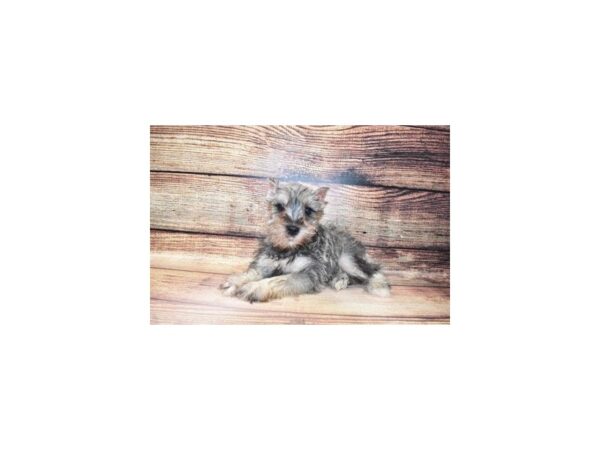 Miniature Schnauzer-DOG-Female-Salt and Pepper-23275-Petland Scottsdale, Arizona