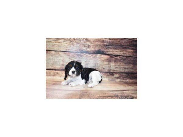 Cavalier King Charles Spaniel-DOG-Female-Black and White-23284-Petland Scottsdale, Arizona