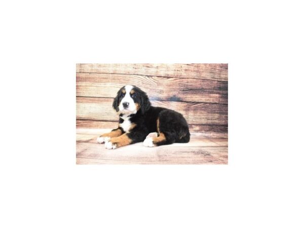 Bernese Mountain Dog-DOG-Male-Black Rust and White-23281-Petland Scottsdale, Arizona