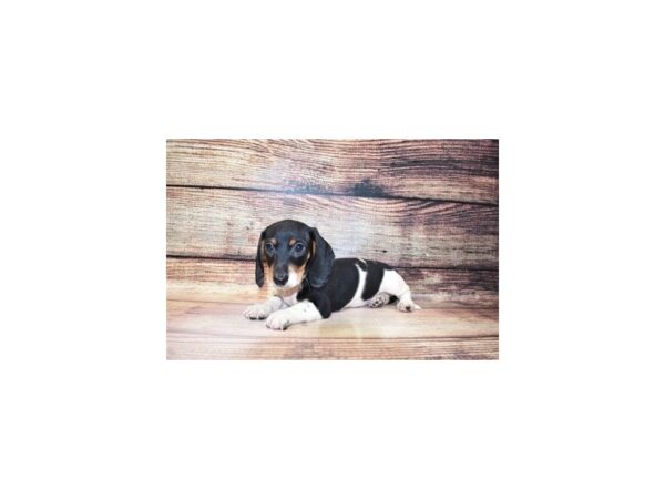 Dachshund-DOG-Male-Black and Tan-23280-Petland Scottsdale, Arizona