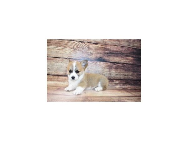 Pembroke Welsh Corgi-DOG-Female-Sable-23276-Petland Scottsdale, Arizona