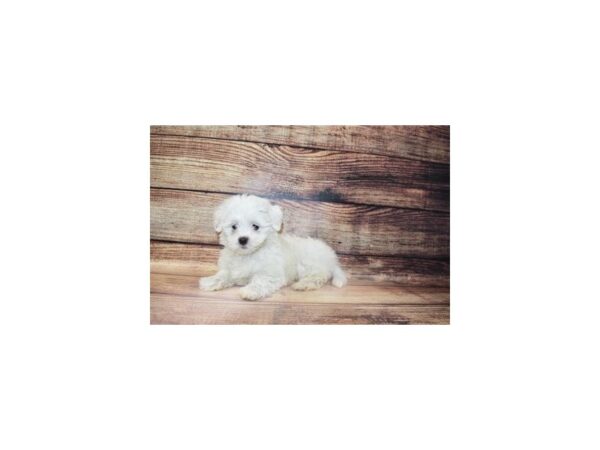 Coton De Tulear-DOG-Female-White-23274-Petland Scottsdale, Arizona