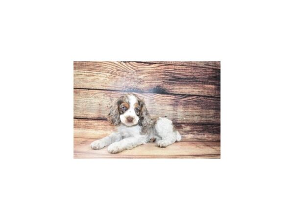 Cocker Spaniel-DOG-Male-Blue Roan-23279-Petland Scottsdale, Arizona