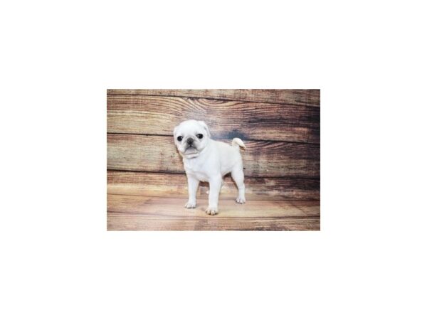 Pug-DOG-Female-Silver Fawn-23277-Petland Scottsdale, Arizona