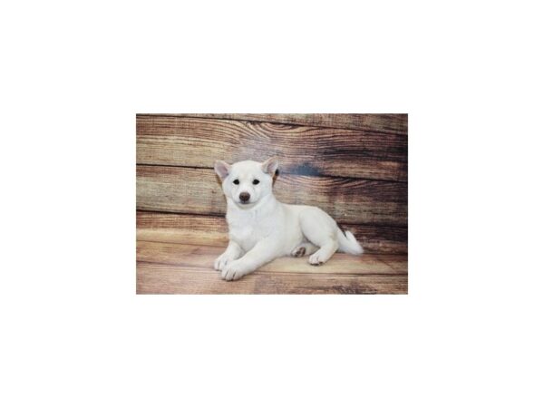 Shiba Inu-DOG-Female-Cream-23278-Petland Scottsdale, Arizona