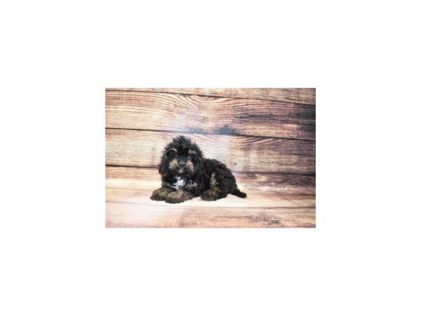 Cavalier King Charles Spaniel/Poodle-DOG-Male-Black and Tan-23273-Petland Scottsdale, Arizona