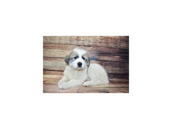 Great Pyrenees-DOG-Female-White-23282-Petland Scottsdale, Arizona