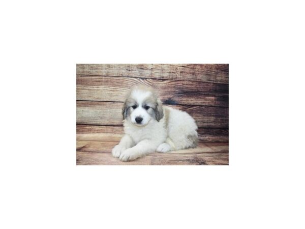 Great Pyrenees-DOG-Female-White-23283-Petland Scottsdale, Arizona