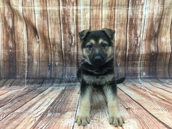 German Shepherd Dog-DOG-Male-Black / Tan-23294-Petland Scottsdale, Arizona