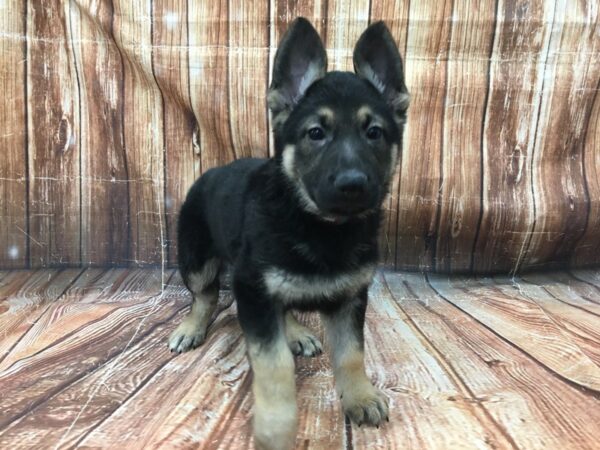 German Shepherd Dog-DOG-Female-Black / Tan-23293-Petland Scottsdale, Arizona