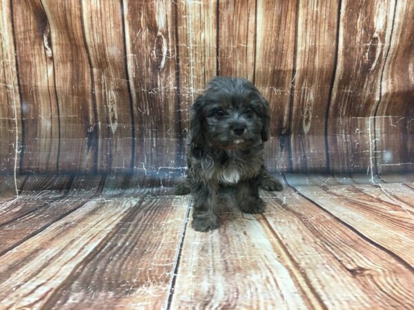 Cavalier King Charles Spaniel/Poodle-DOG-Female-Blue Merle / Tan-23292-Petland Scottsdale, Arizona