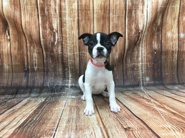 Boston Terrier/French Bulldog-DOG-Female-White Black / Brindle-23291-Petland Scottsdale, Arizona