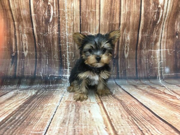 Yorkshire Terrier-DOG-Male-Black / Tan-23290-Petland Scottsdale, Arizona