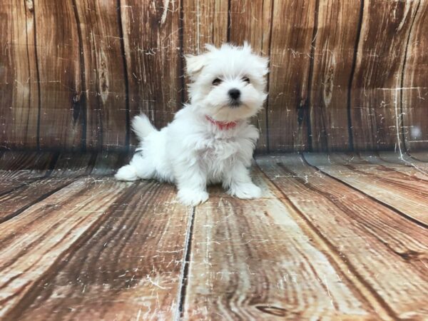 Maltese-DOG-Female-White-23287-Petland Scottsdale, Arizona