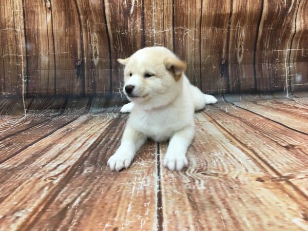 Shiba Inu-DOG-Female-Cream-23289-Petland Scottsdale, Arizona