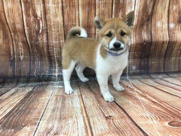 Shiba Inu-DOG-Male-Red Sesame-23288-Petland Scottsdale, Arizona