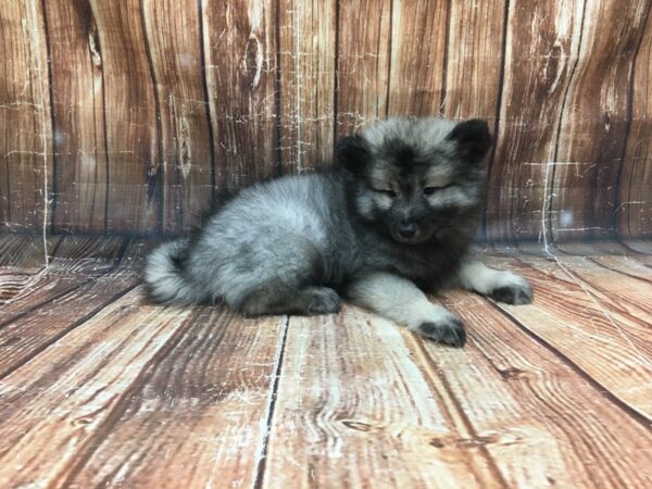 Keeshond-DOG-Female-Black / Silver-23286-Petland Scottsdale, Arizona