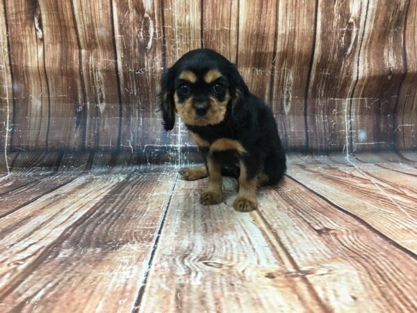 Cavalier King Charles Spaniel-DOG-Female-Black / Tan-23285-Petland Scottsdale, Arizona