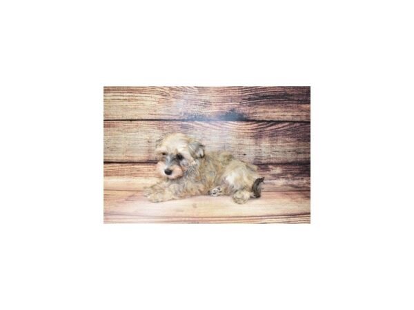 Havanese-DOG-Female-Gold-23296-Petland Scottsdale, Arizona