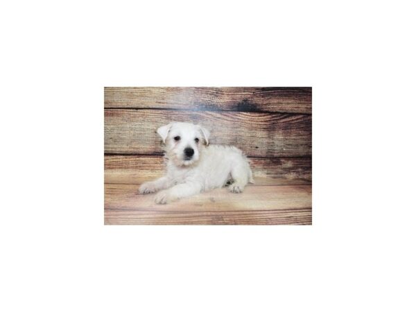 West Highland White Terrier-DOG-Male-White-23305-Petland Scottsdale, Arizona