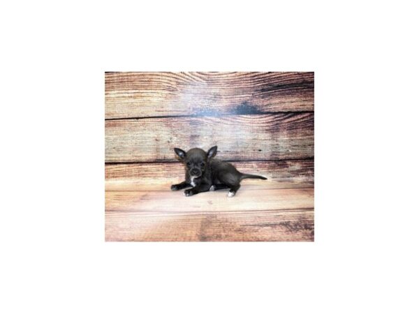 Chihuahua-DOG-Female-Blue-23302-Petland Scottsdale, Arizona