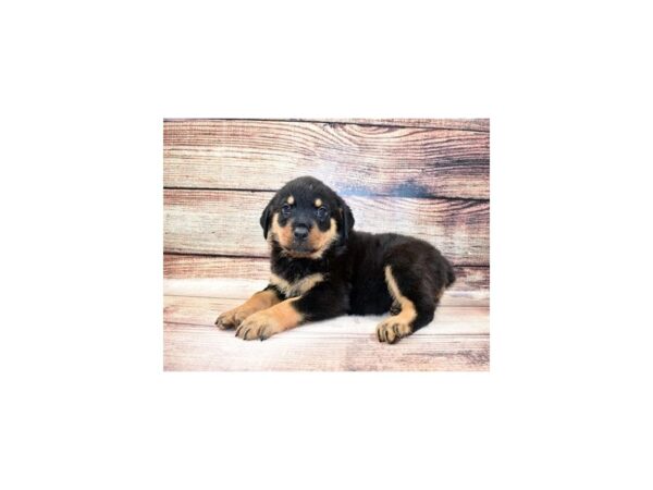 Rottweiler-DOG-Female-Black and Mahogany-23298-Petland Scottsdale, Arizona