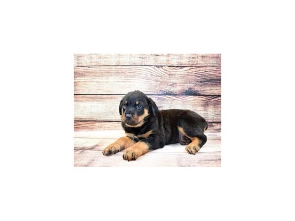 Rottweiler-DOG-Male-Black and Mahogany-23299-Petland Scottsdale, Arizona