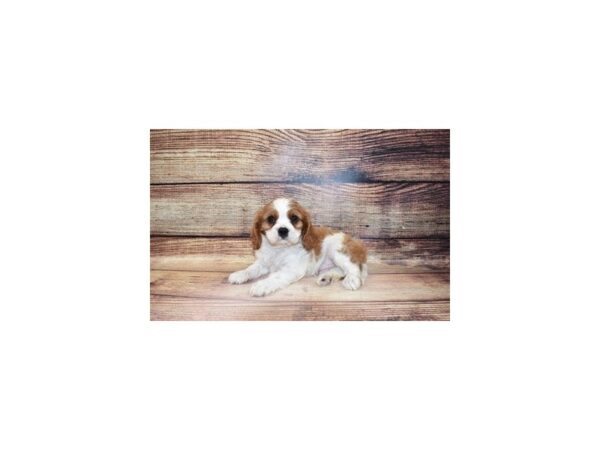 Cavalier King Charles Spaniel-DOG-Male-Blenheim-23306-Petland Scottsdale, Arizona