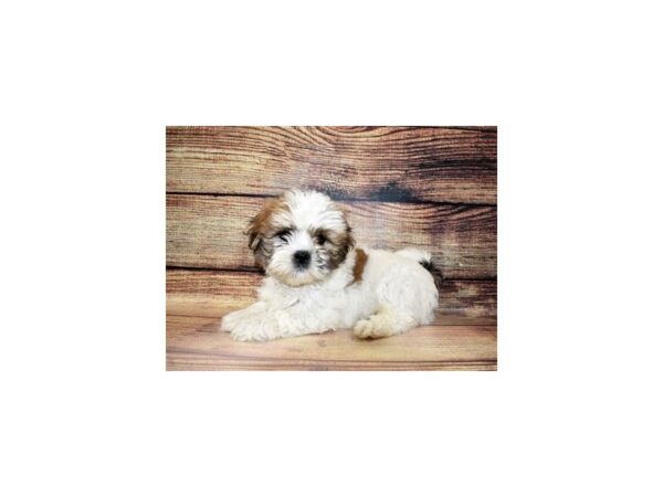 Lhasa Apso-DOG-Male-Red-23297-Petland Scottsdale, Arizona