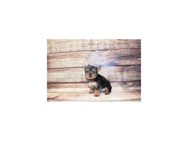 Silky Terrier-DOG-Male-Black and Tan-23301-Petland Scottsdale, Arizona