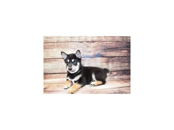 Shiba Inu-DOG-Male-Black and Tan-23300-Petland Scottsdale, Arizona