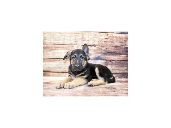 German Shepherd Dog-DOG-Male-Black and Tan-23295-Petland Scottsdale, Arizona