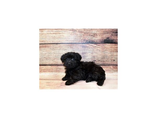 Poodle/Yorkshire Terrier-DOG-Male-Black-23303-Petland Scottsdale, Arizona