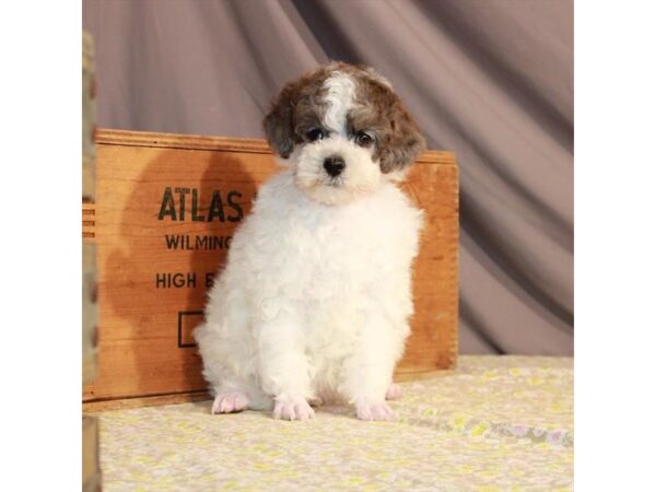 Poodle-DOG-Male-White / Blue Merle-23310-Petland Scottsdale, Arizona