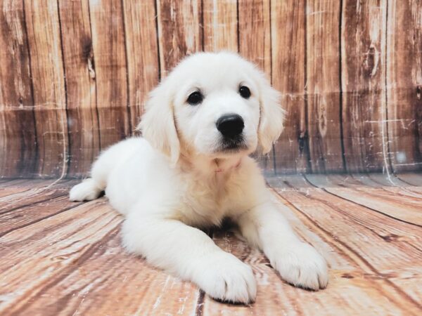 English Cream Golden Retriever-DOG-Female-CREAM-23324-Petland Scottsdale, Arizona
