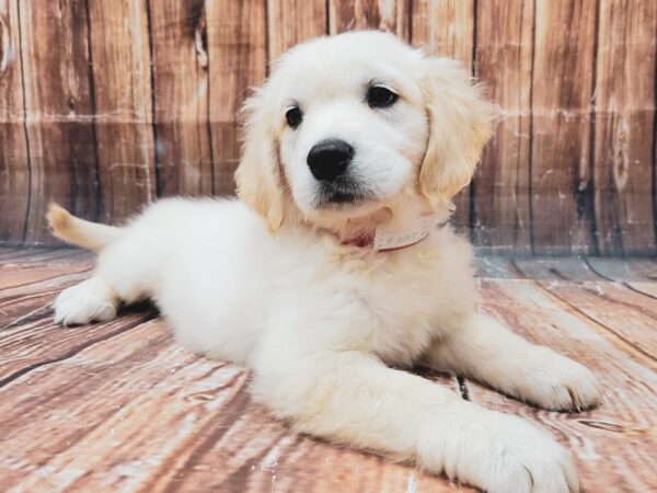 English Cream Golden Retriever-DOG-Female-CREAM-23323-Petland Scottsdale, Arizona