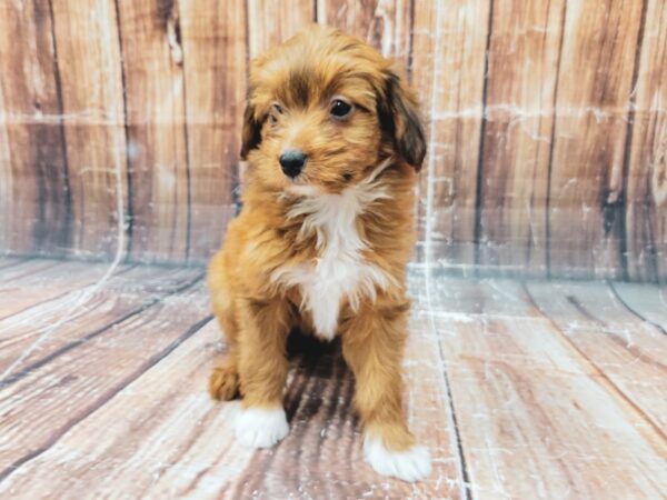 Miniature Australian Shepherd/Poodle-DOG-Female--23317-Petland Scottsdale, Arizona