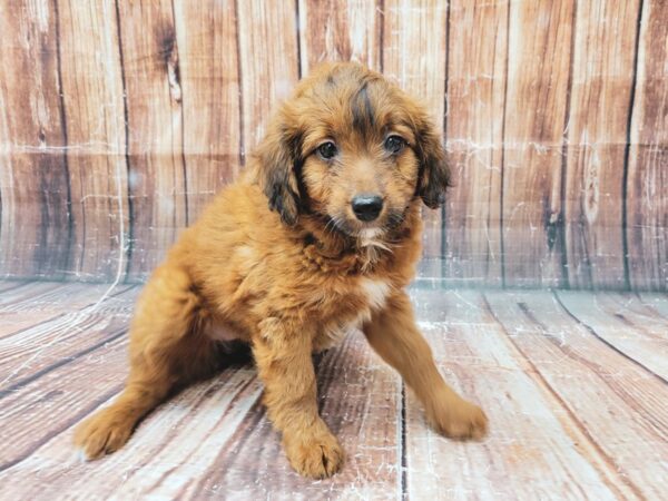 Miniature Australian Shepherd/Poodle-DOG-Female--23319-Petland Scottsdale, Arizona