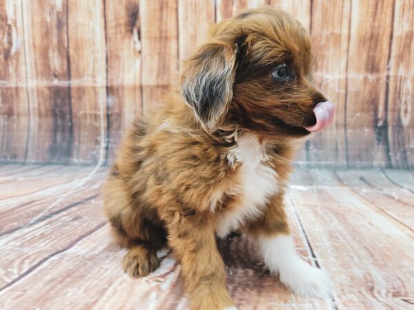 Miniature Australian Shepherd/Poodle-DOG-Female--23318-Petland Scottsdale, Arizona