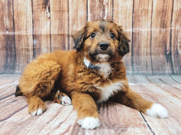 Miniature Australian Shepherd/Poodle-DOG-Male--23316-Petland Scottsdale, Arizona
