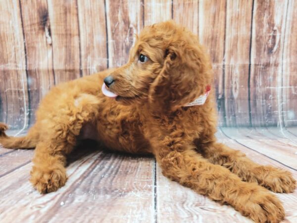 F1B Goldendoodle-DOG-Female-GOLDEN-23322-Petland Scottsdale, Arizona