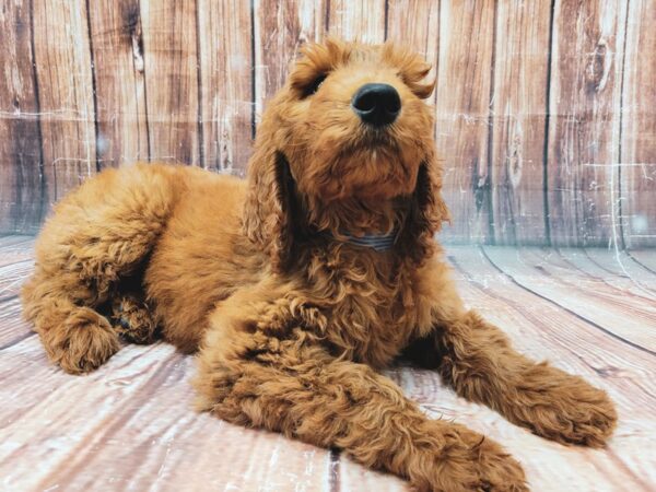 F1B Goldendoodle-DOG-Male-GOLDEN-23321-Petland Scottsdale, Arizona