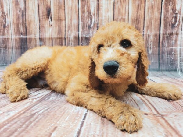 F1B Goldendoodle-DOG-Male-GOLDEN-23320-Petland Scottsdale, Arizona