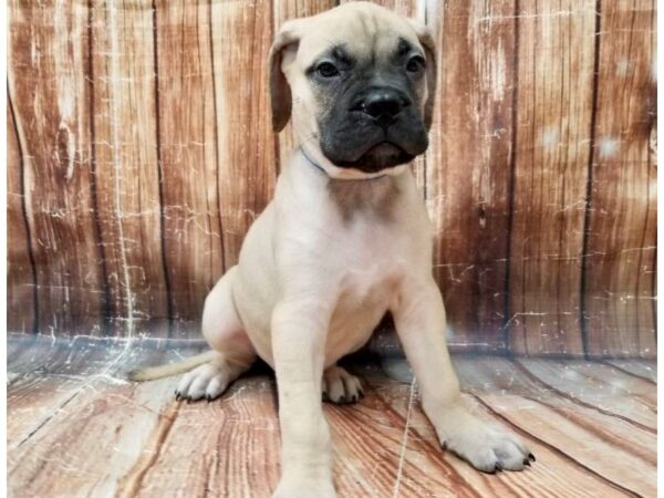 Bullmastiff-DOG-Male-Fawn-23312-Petland Scottsdale, Arizona