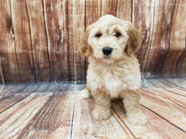 F1 Mini Goldendoodle-DOG-Male-Golden-23315-Petland Scottsdale, Arizona