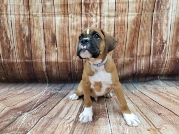 Boxer-DOG-Male-Fawn-23308-Petland Scottsdale, Arizona