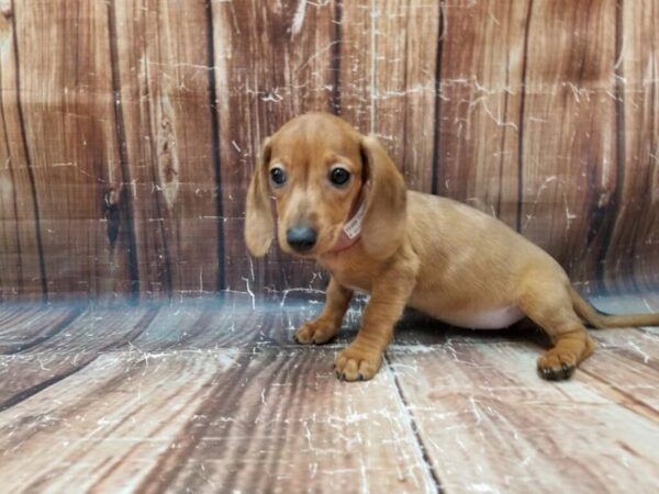 Dachshund-DOG-Female-Red-23309-Petland Scottsdale, Arizona