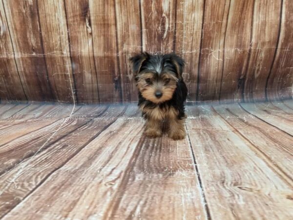 Yorkshire Terrier-DOG-Female-Black / Tan-23311-Petland Scottsdale, Arizona