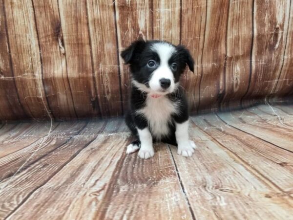Border Collie-DOG-Female-Black-23307-Petland Scottsdale, Arizona