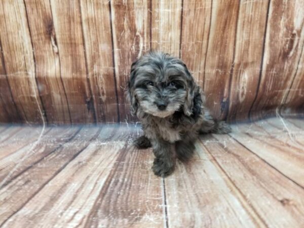 Cavalier King Charles Spaniel/Poodle-DOG-Female-Blue Merle-23313-Petland Scottsdale, Arizona
